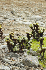 planta altoandina