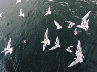 Flying seagulls