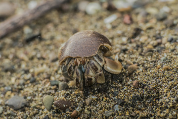 Crab Anomura