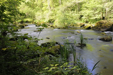 Cour d'eau paisible dans une forêt