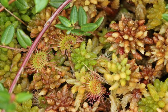 Rundbl&auml;ttriger Sonnentau (Drosera rotundifolia), Torfmoos und Moosbeere im Hochmoor 