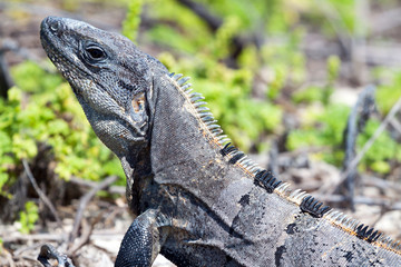 Wild iguana