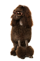 Pudel mit Sonnenbrille