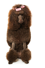 Pudel mit Lockenwicklern