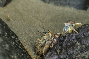 Crab Anomura