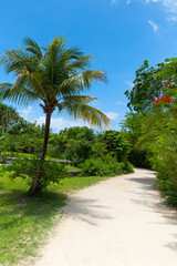 Fototapeta na wymiar Palm trees on the idyllic beach, Mexico