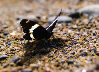  Le petit sylvain sur du sable en forêt