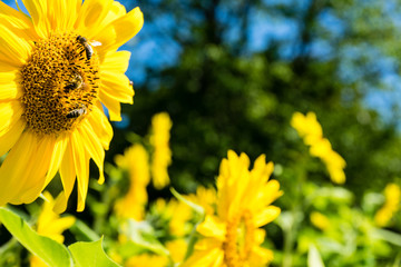 Sunflower and Bee with green tree and blue sky