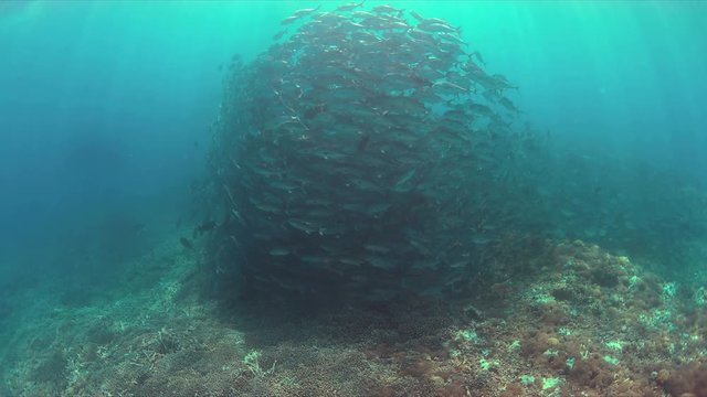 School of Big-eye Trevallies on a colorful coral reef. 4k footage