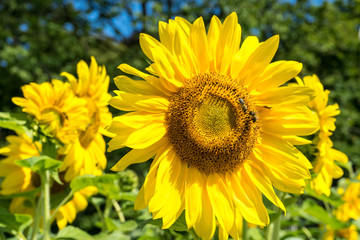 Sunflower and Bee with green tree and blue sky