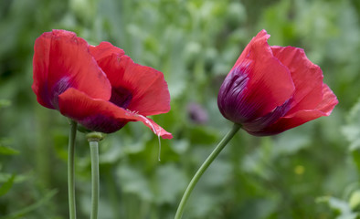 Gartenmohn (Papaver)