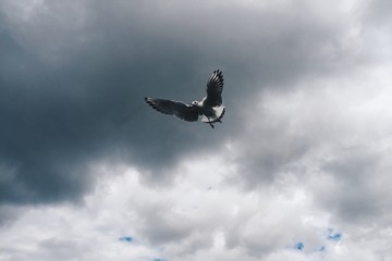 Seagull
