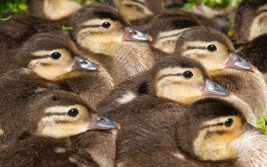 Küken der Mandarinente (Aix galericulata) ruhen am Ufer eines Teichs im Grün, Ostharz,...