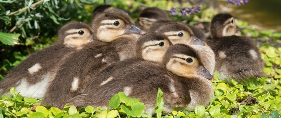 Küken der Mandarinente (Aix galericulata) ruhen am Ufer eines Teichs im Grün, Ostharz,...