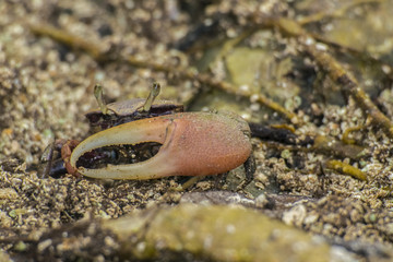 Crab Uca