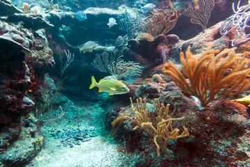 Beautiful coral reef in sea, Mexico
