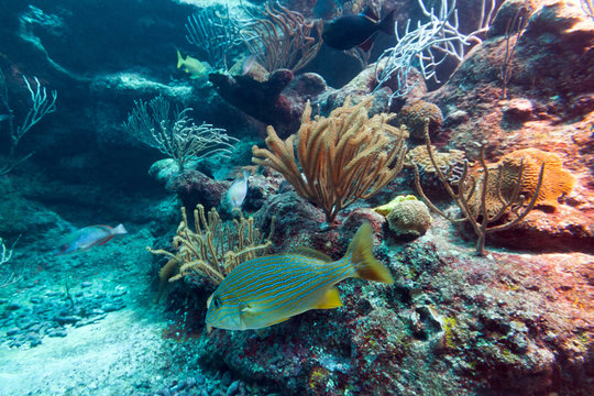 Fototapeta Piękna rafa koralowa w morzu, Meksyk