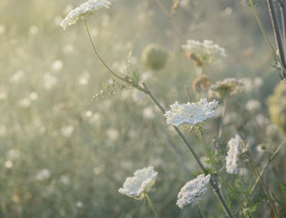 Fototapety  Wild meadow grass under morning sunlight. Summer field background. Sunny seasonal backdrop for design