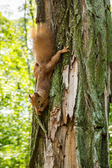 A red squirrel on a tree in the forest eats a nut, clasping its hands behind a tree. Vertically.