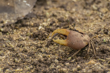Crab Uca