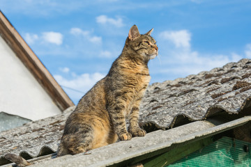 Naklejka premium Tabby calm cat sitting on the shiver roof 