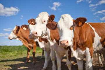 Fototapeta na wymiar Vache au champs en été