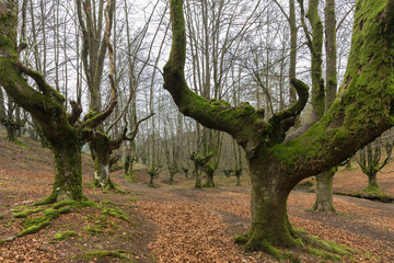 Otzarreta Beech Forest. Gorbea Natural Park. Spain.