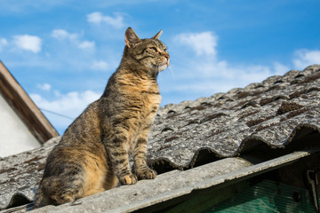 Tabby calm cat sitting on the shiver roof 
