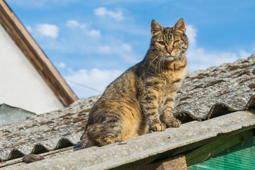 Naklejka premium Tabby calm cat sitting on the shiver roof 