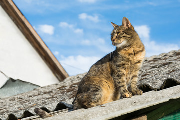 Naklejka premium Tabby calm cat sitting on the shiver roof 