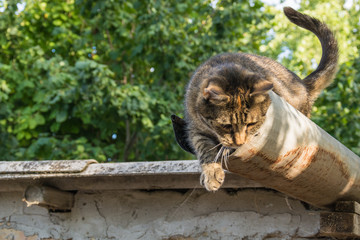 Naklejka premium Tabby calm cat resting on the shiver roof 