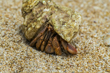 Crab Anomura