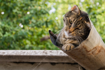 Naklejka premium Tabby calm cat resting on the shiver roof 