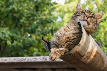 Tabby calm cat resting on the shiver roof 