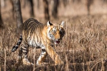 Fototapeta na wymiar One of Noor cub from Ranthambore National Park, India