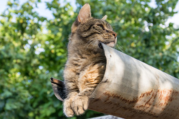 Naklejka premium Tabby calm cat resting on the shiver roof 