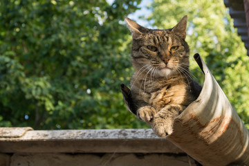 Naklejka premium Tabby calm cat resting on the shiver roof 