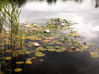 stunning fresh white water lilies (Nymphaea alba , Bobbins) on a lake outside in summer on water surface many with leaves
