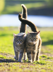 two lovers cat walking on green grass next to a Sunny spring day lifting tails