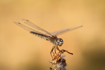Libelle auf Pflanze, Natur, Insekten