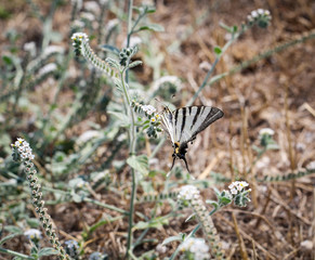 Segelfalter auf Blüten