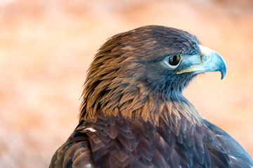 Black Eagle