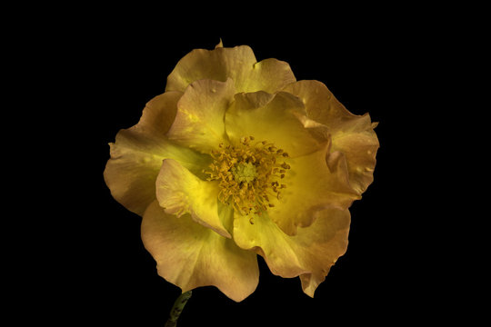 A two toned, rouge and yellow rose on a black background