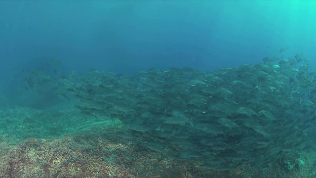 School of Big-eye Trevallies on a colorful coral reef. 4k footage