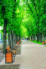 city park with promenade path benches and big green trees