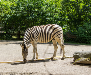 Zebra