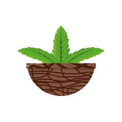 Plant in pot vector illustration