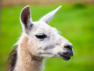Llama portrait. South american mammal. Close-up view with green grass background.