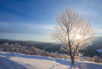 Obraz premium Winter landscape with lots of snow and trees