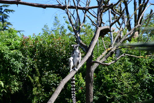 Lemure catta